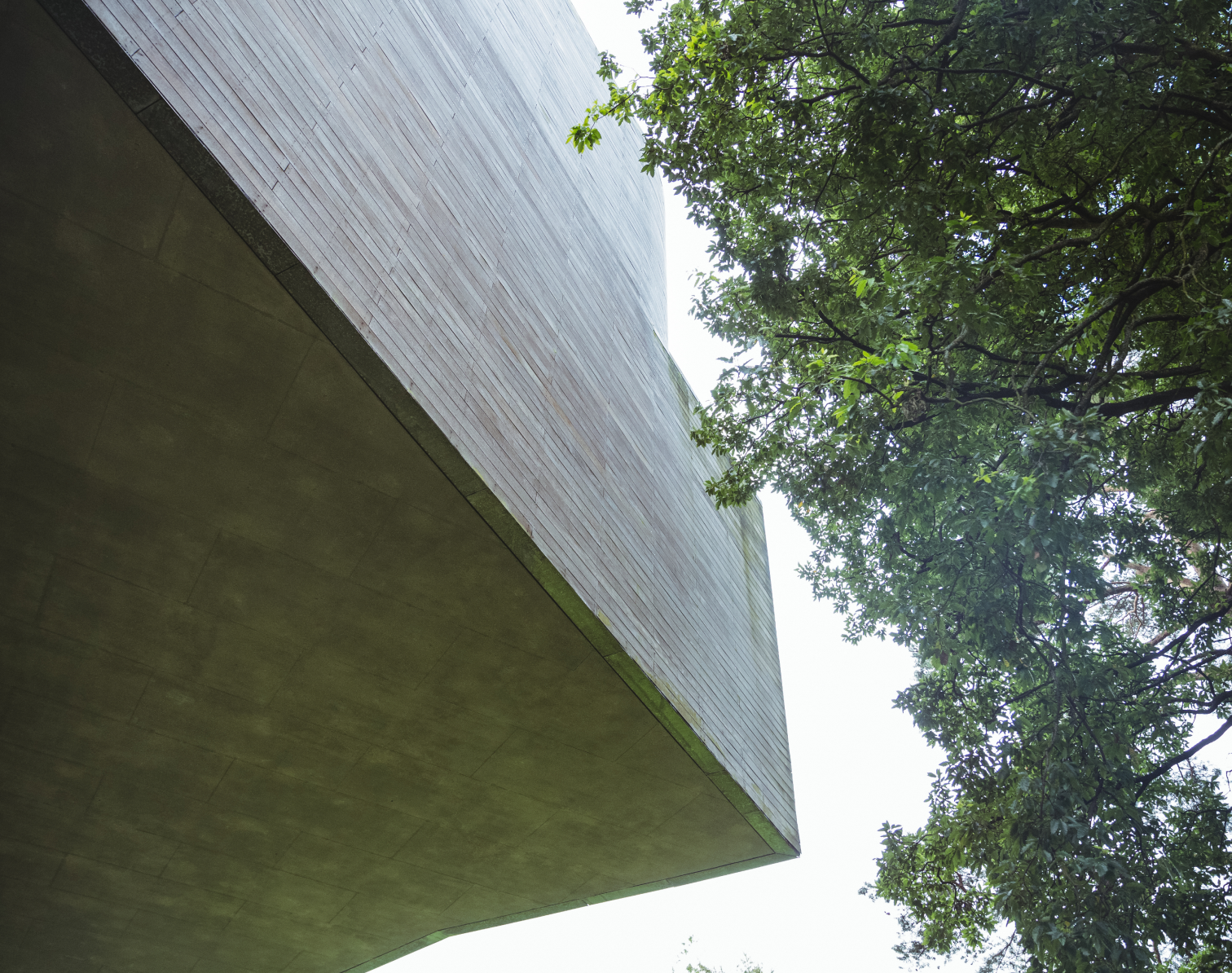 imagen de fondo enfocando el cielo a traves de un edificio y un árbol